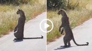 Leopard stands upright in Kruger National Park