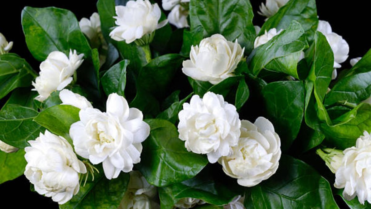 Mogra plant care tips for bigger flowers