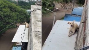 PCMC Fire Brigade dog rescue
