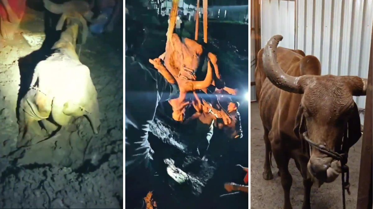 PCMC firefighters rescue cow in Ravet