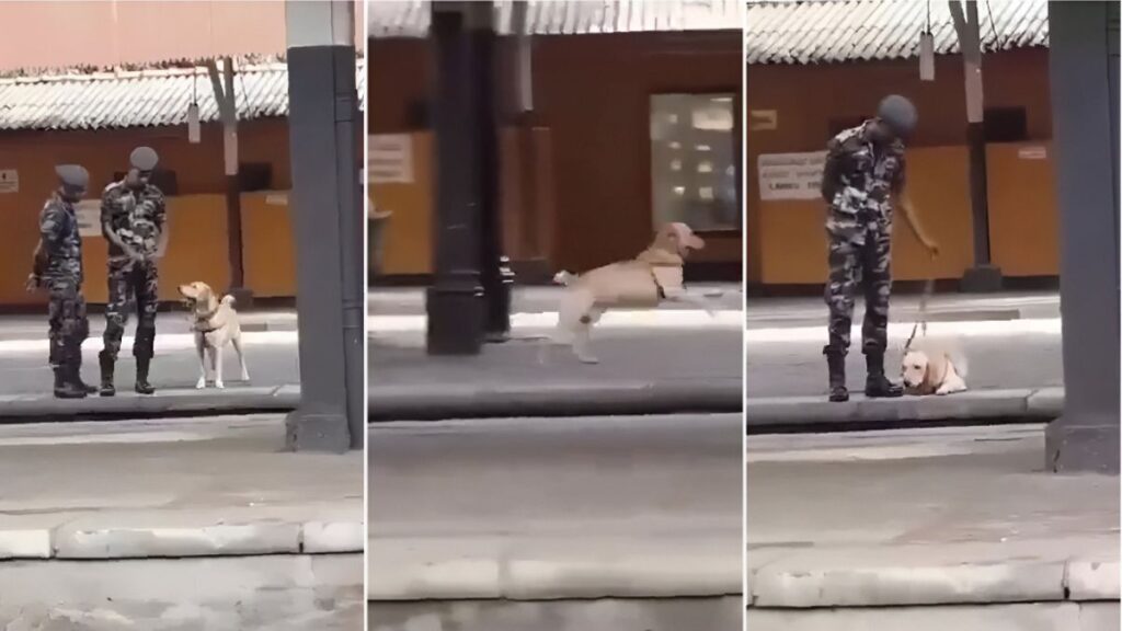 Heartwarming Video of a Security Dog’s 30-Second Playtime Break Goes Viral 1 Security dog playtime break