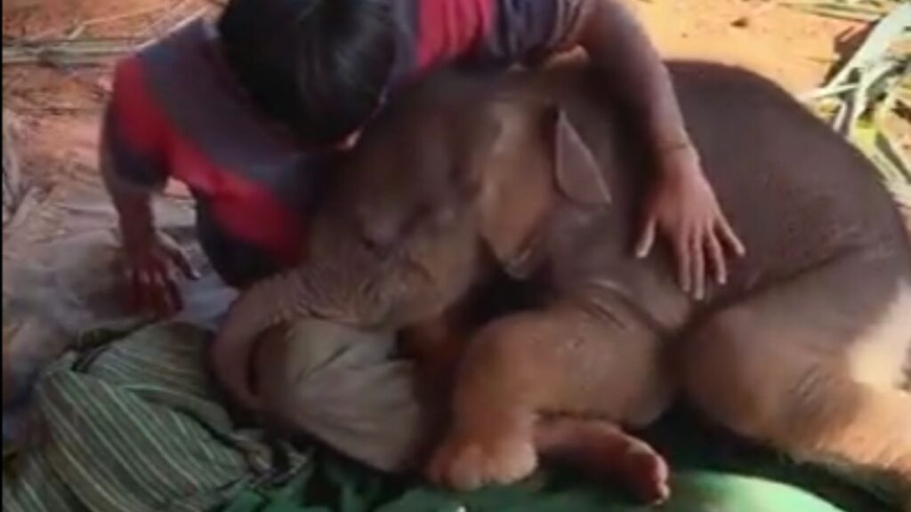 baby elephant viral video