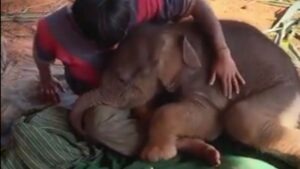 baby elephant viral video
