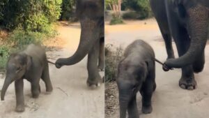 elephant mother restraining naughty calf
