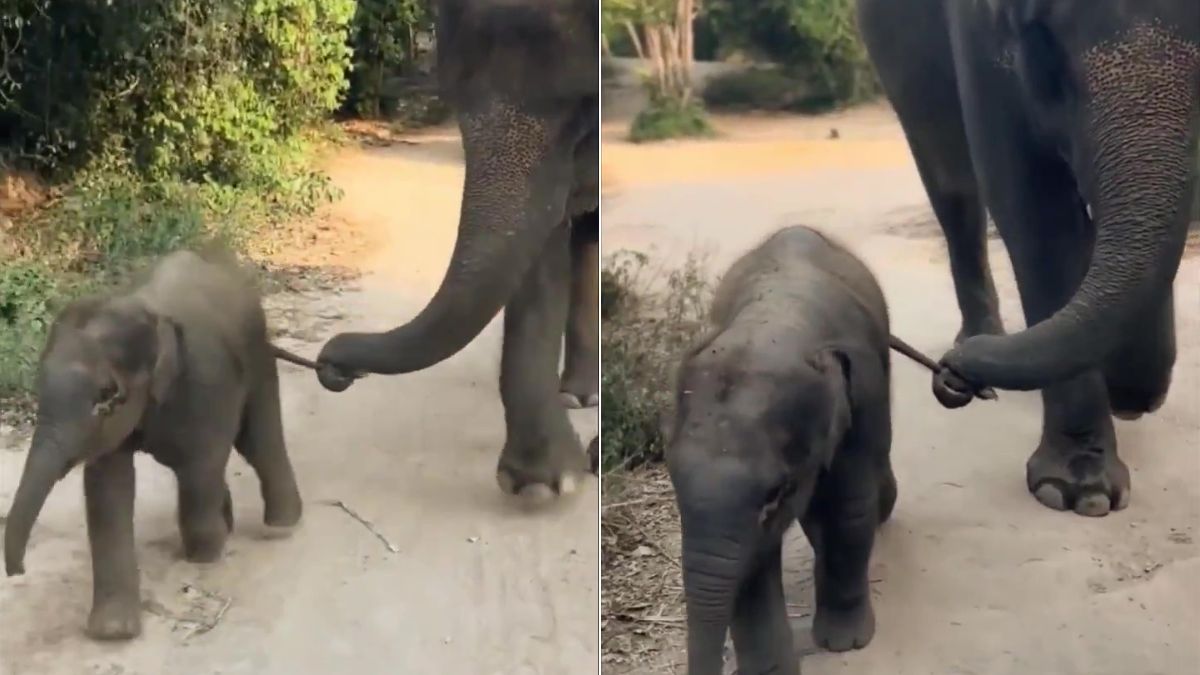 elephant mother restraining naughty calf