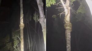 snake climbing tree technique