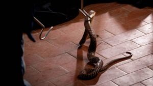 what to do if you see a snake indoors