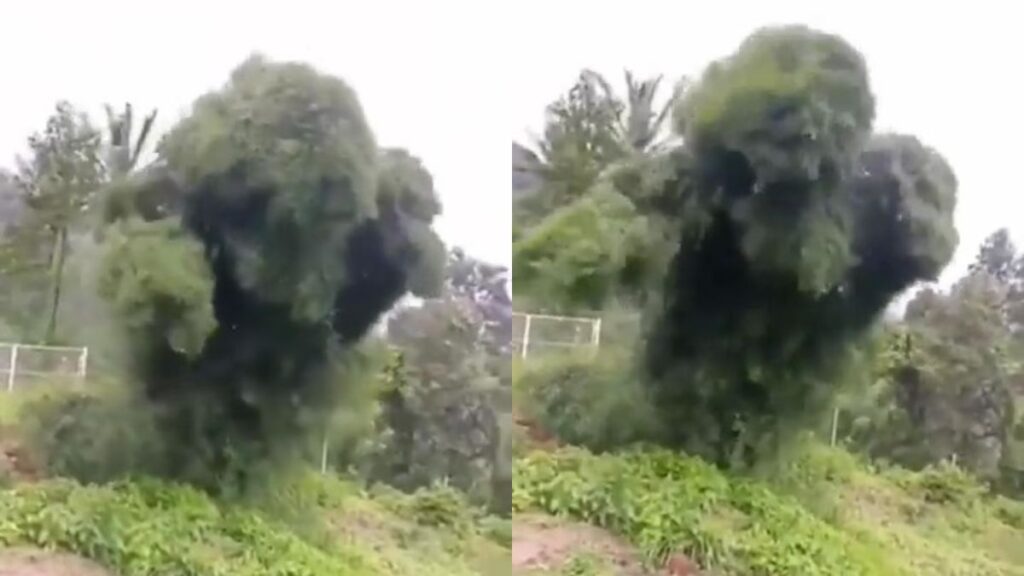 Dancing tree of Sumatra