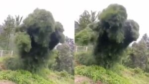 Dancing tree of Sumatra