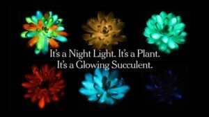 Glowing Succulents