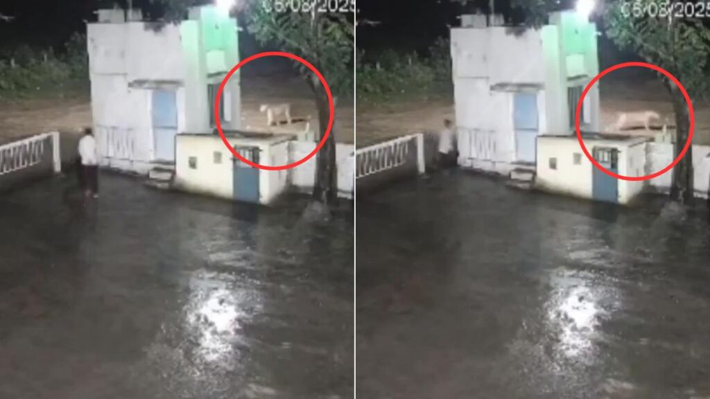 Lion and man come face to face in Junagarh