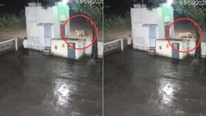 Lion and man come face to face in Junagarh