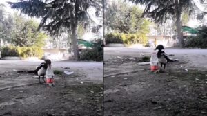 Magpie using pebbles to drink water