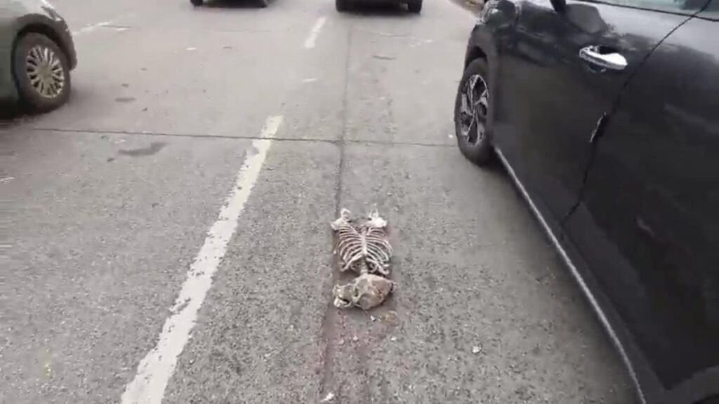 Skeleton Found at Pune’s Shastrinagar Chowk Creates Panic, Turns Out to Be Artificial 1 Skeleton found at Pune Shastrinagar Chowk