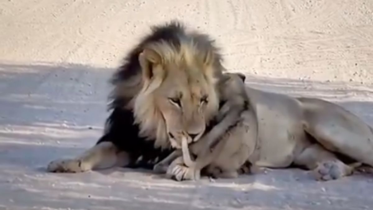 lion cubs play with dad