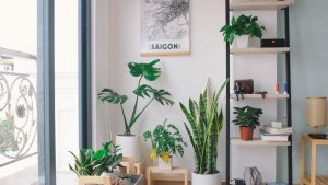 Feng Shui plants for living room