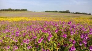 Kaas Plateau flower season