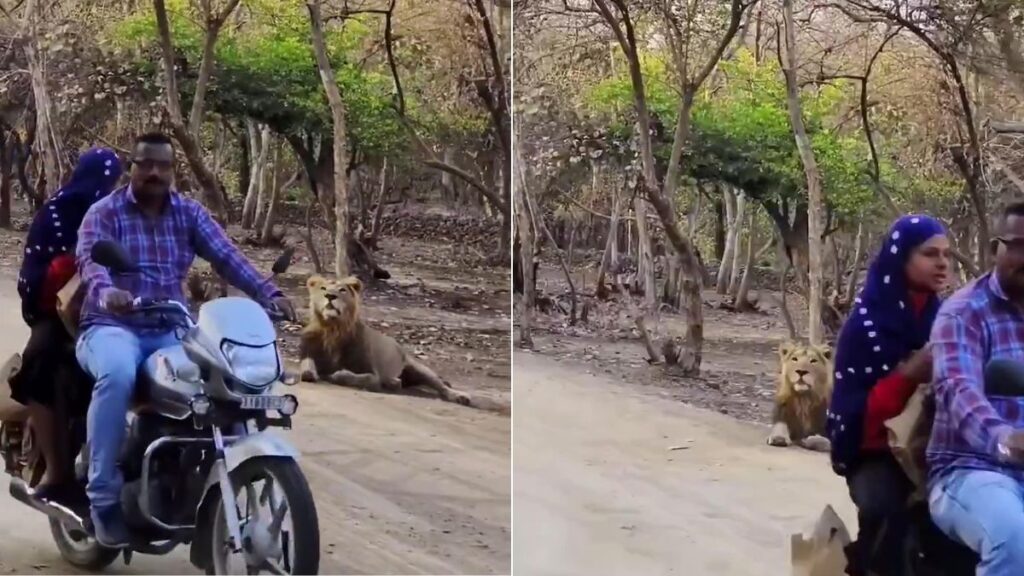 Lions of Gir Forest