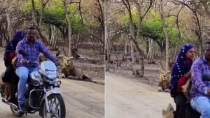 Lions of Gir Forest