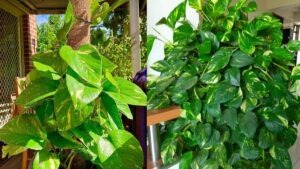 Money plant growth
