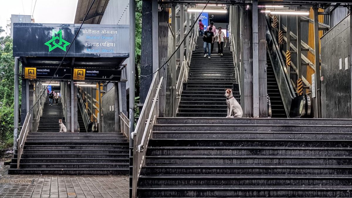 Mumbai metro dog