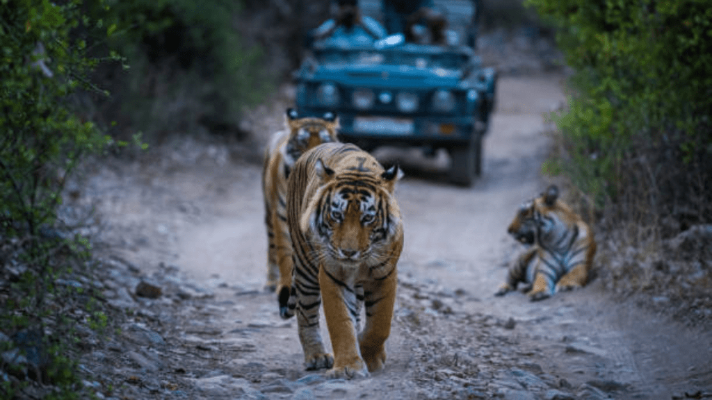 Tadoba tiger safari rates