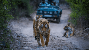 Tadoba tiger safari rates