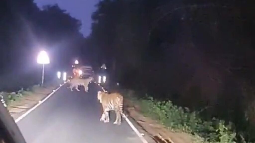 Tigress’s cubs block road in Tadoba