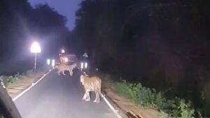 Tigress’s cubs block road in Tadoba