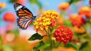 butterfly-friendly plants India