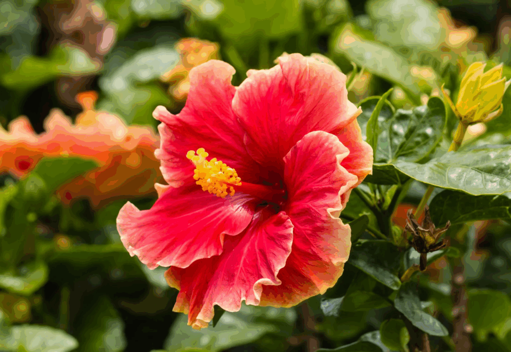 Hibiscus