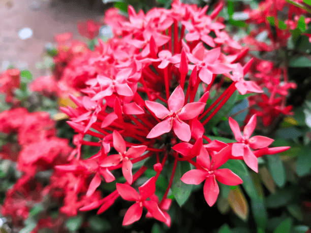 Ixora (Rangan)