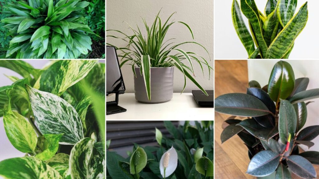 indoor plants for winter