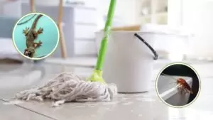 mop water to keep cockroaches away