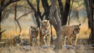 wildlife corridors in India