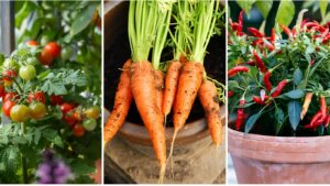 7 vegetables that thrive in small containers