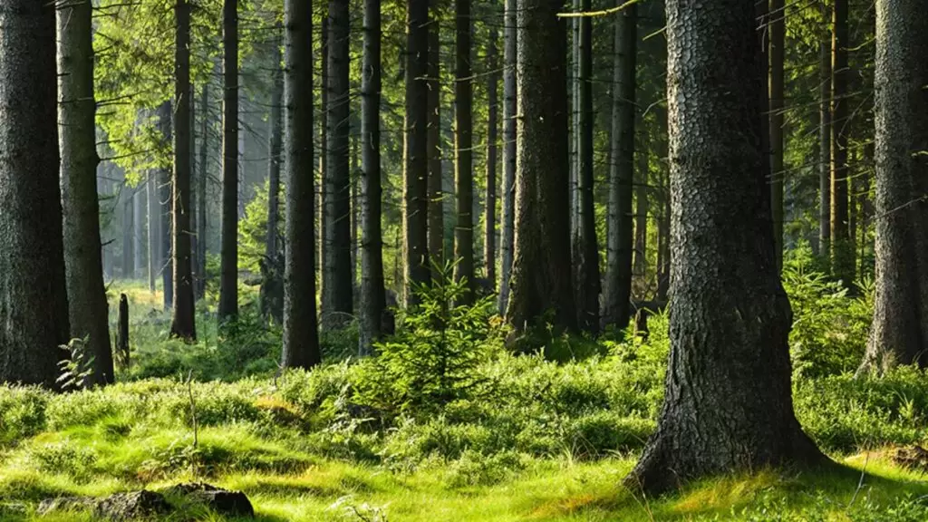 9th position in global forest area