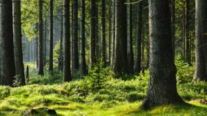9th position in global forest area
