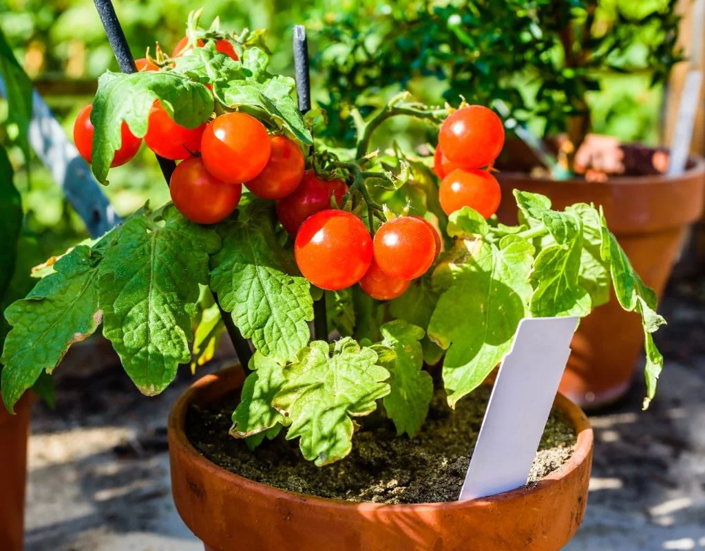 7 vegetables that thrive in small containers