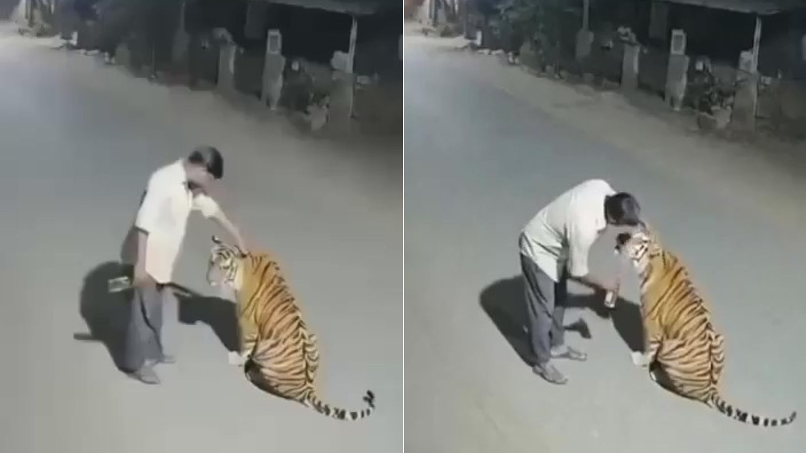 Drunk man pats tiger in Pench