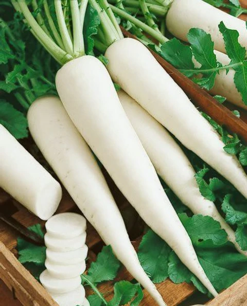 grow radish in a pot