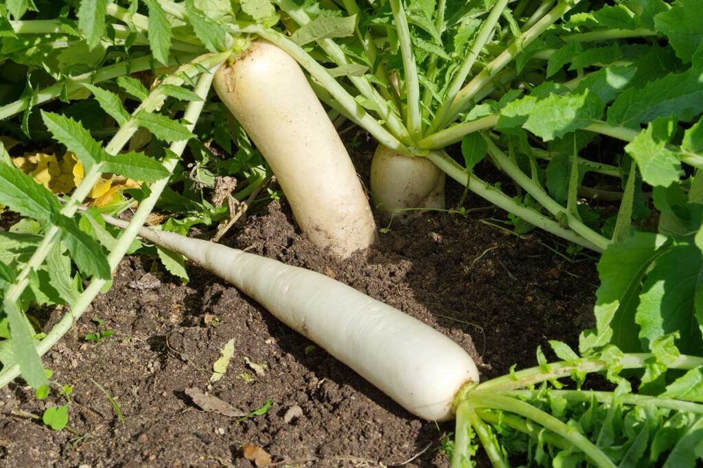 grow radish in a pot