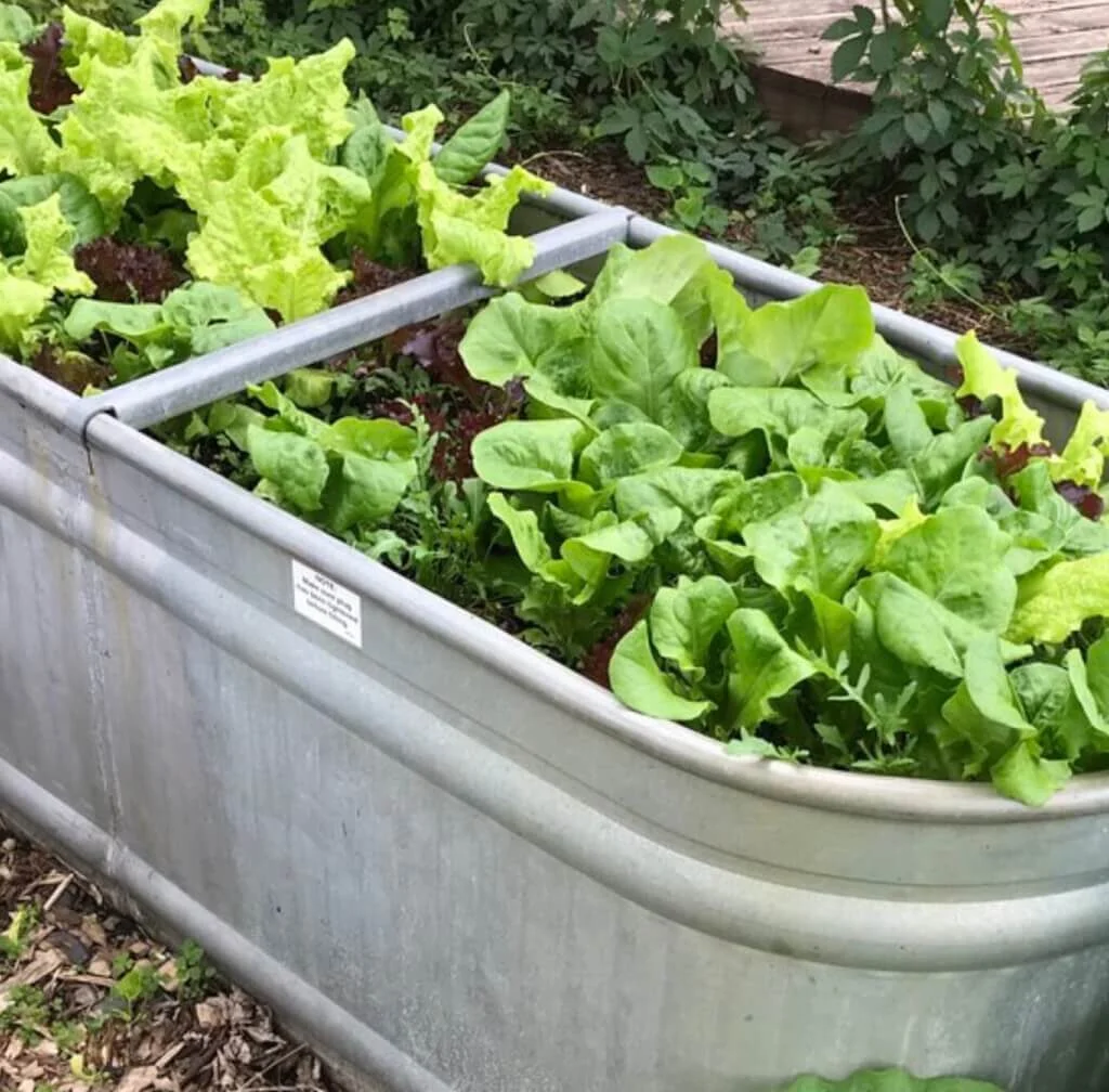 7 vegetables that thrive in small containers