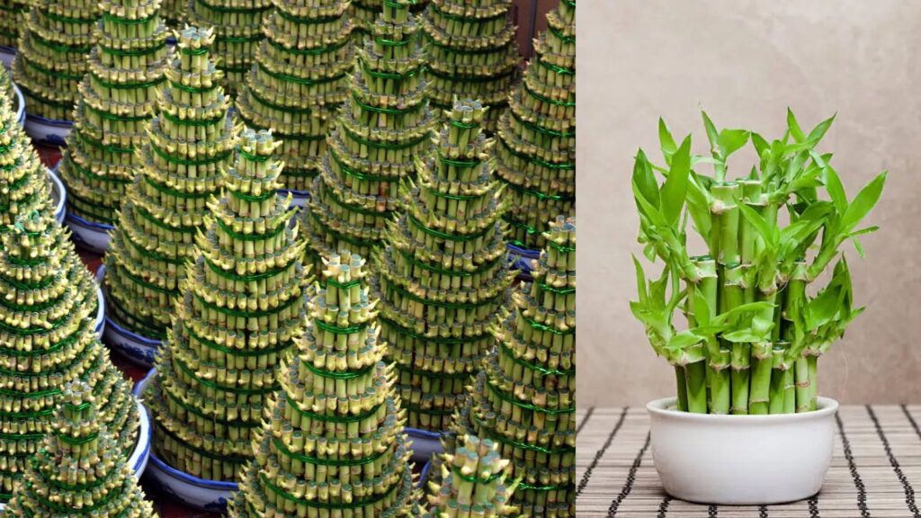 Lucky Bamboo plant