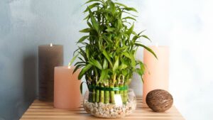 Lucky Bamboo plant