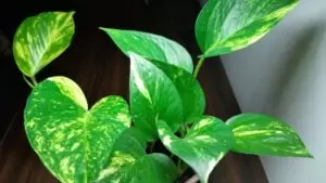 Money Plant Vastu Tips
