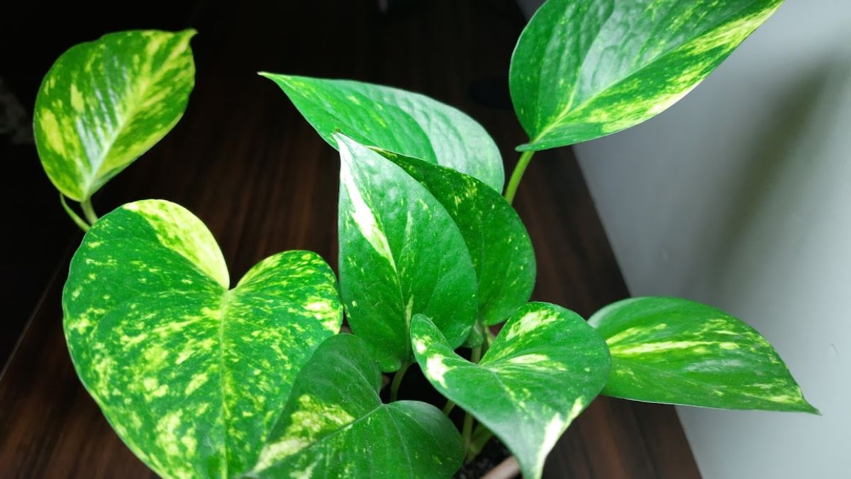 Money Plant Vastu Tips