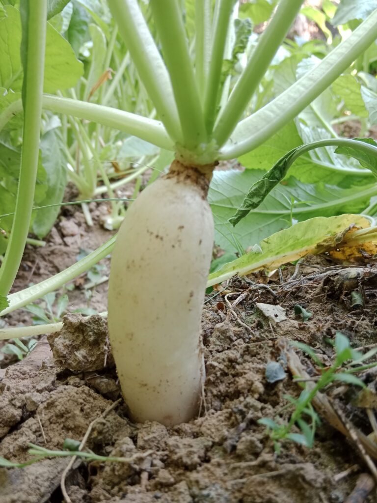 grow radish in a pot