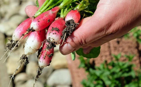 7 vegetables that thrive in small containers