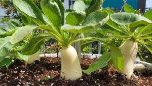 grow radish in a pot